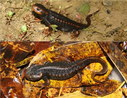 Este tritón cocodrilo fue encontrado en los estanques de Taunggyi, capital de Estado de Shan, en Birmania.