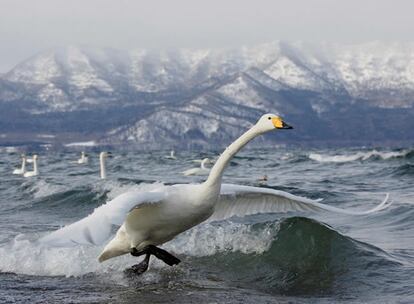 Mención especial en la sección Animales en su entorno natural. La estadounidense Allen apenas sentía los dedos y alrededor del cuello del cisne pueden apreciarse agujas de hielo. Había estado fotografiando los cisnes en el lago de Kussharo, en Japón, desde el amanecer. Un cisne levantó el vuelo y Allen logró mover su índice sobre el dosparador.