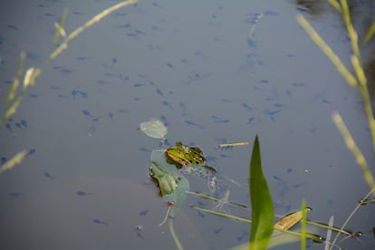 Una pequeña rana verde en el agua de un estanque, con muchos renacuajos en Baviera, Alemania.