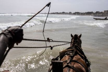 Pathe guía a su caballo a través de las olas a lo largo de la playa de Yoff, en Dakar. Senegal cuenta con alrededor de un millón de caballos y burros, asegura Emmanuel Boure Sarr, representante de Brooke, una organización de defensa de los animales. "Con la urbanización, la moda del transporte en carreta ha aumentado porque muchos jóvenes se han ido de las regiones para venir a Dakar", señala. La mitad de la población del país tiene menos de 20 años y está desempleada.