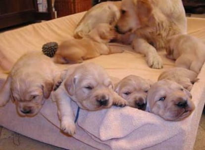 Foto de los cachorros que acompañaba un falso mensaje.