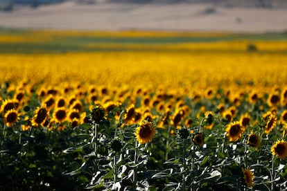 Girasoles. Ituero (Soria). 10 de agosto de 2016.