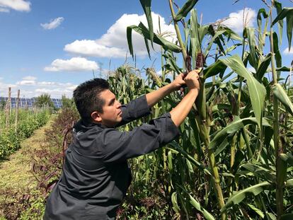 ROBERTO RUIZ DESHOJANDO MAÍZ COLORADO DE TLAXCALA / CAPEL 