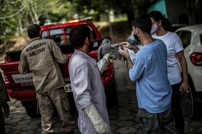 Un grupo de bomberos entregan un aguilucho a investigadores.
