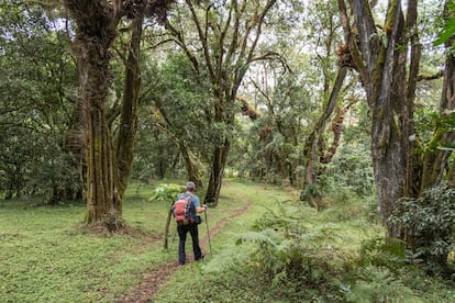 Un excursionista recorriendo el bosque tropical en los pies del monte Meru, en Tanzania.