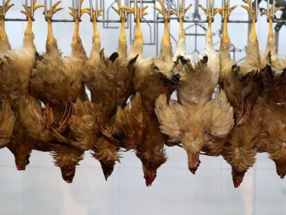 Pollos colgados en un matadero. Su comercialicaci&oacute;n fue vetada el 12 de abril.