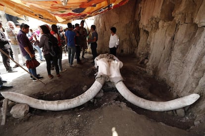 Los cuernos de uno de los mamuts en las fosas donde fueron encontrados en Ciudad de México. Unas fosas que, según el equipo de arqueólogos, fueron utilizadas por los cazadores recolectores como trampas.