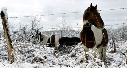 Caballos rodeados por la nieve esta mañana en el barrio donostiarra de Igeldo.