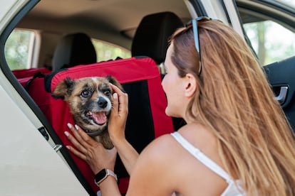 Viajar con perro