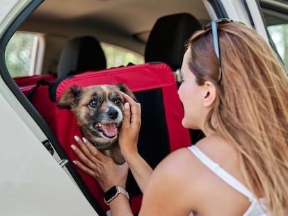 Viajar con perro