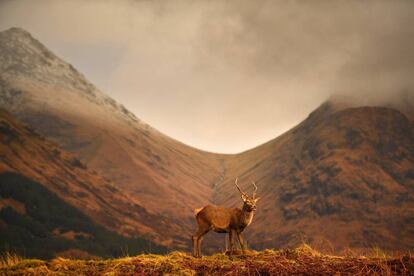 Un ciervo pasta en Glen Etive (Escocia).