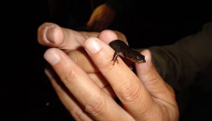 El esquivo y amenazado trit&oacute;n del Montseny.