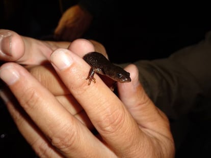 El esquivo y amenazado trit&oacute;n del Montseny.