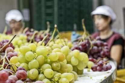 Trabajadoras limpian uvas de mesa ecológicas de la empresa Agronovel en el valle del Vinalopó en Alicante.