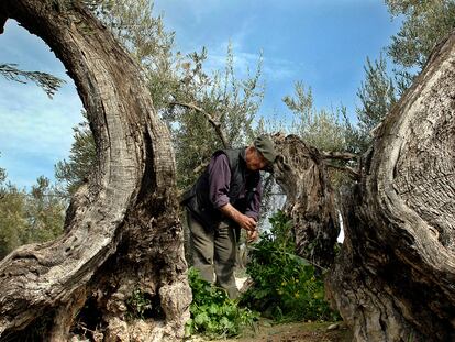 Un agricultor de Jaén revisa el sistema de riego por goteo instalado en su olivar en la última campaña