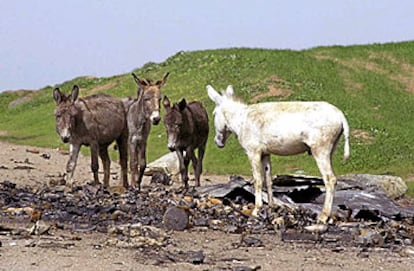 Unos burros pastan entre los restos de un vehículo militar iraquí en Badrik, una ciudad del norte controlada por los <i>peshmergas</i>.