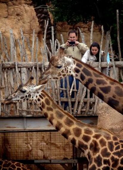 Jirafas en Bioparc Valencia.