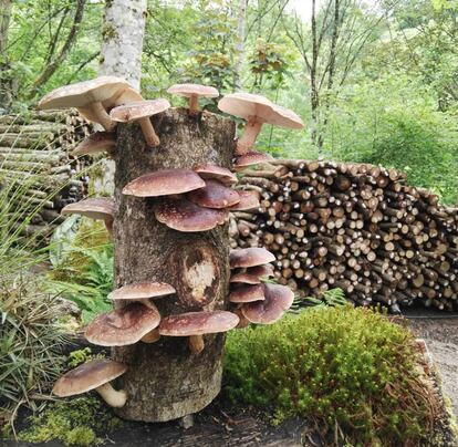 Cultivo de 'shiitake' en troncos de Fungi Natur. Fotografa proporcionada por la empresa.