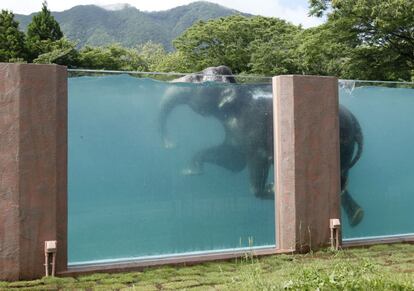 Un elefante asiático nada en una piscina en el Fuji Safari Park, en Susono, Japón. La atracción, abierta al público este fin de semana, pretende mostrar la habilidad de los elefantes para nadar.
