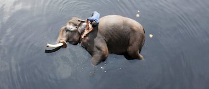 Un cuidador baña al elefante en el río Yamuna en Nueva Deli (India).