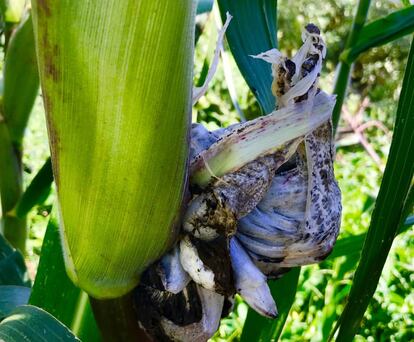 HUITLACOCHE / CAPEL 