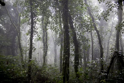 Troncos de árboles colonizados por hiedra.