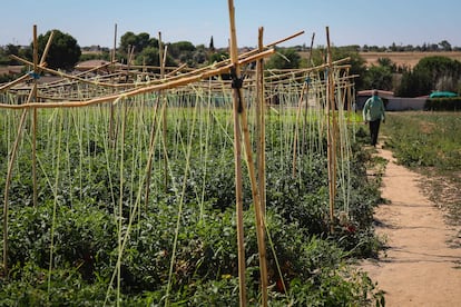 Terrenos de cultivo de la empresa frutas Azahara en Griñón (Comunidad de Madrid).