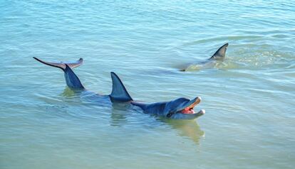 Delfines en Shark Bay, Australia. 