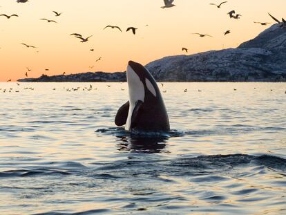 Imagen de una orca al amanecer.
