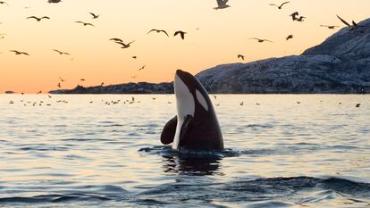 Imagen de una orca al amanecer.