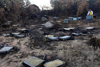 El apicultor José Ignacio Arroyo revisa las colmenas destrozadas tras el incendio forestal.