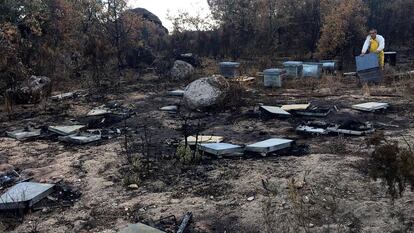 El apicultor José Ignacio Arroyo revisa las colmenas destrozadas tras el incendio forestal.