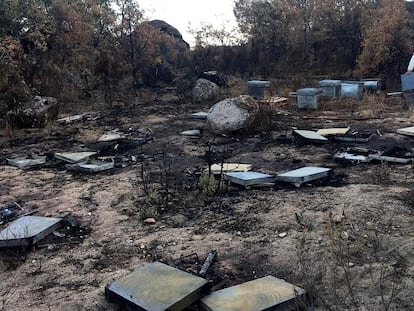 El apicultor José Ignacio Arroyo revisa las colmenas destrozadas tras el incendio forestal.