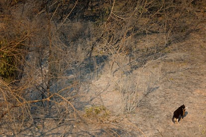 Un gato con su cría en el término municipal de Xerta afectado por el incendio.