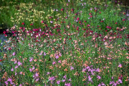 La gama de color de estos híbridos de salvia es muy amplia, desde los violáceos en primer plano hasta los amarillentos del fondo.