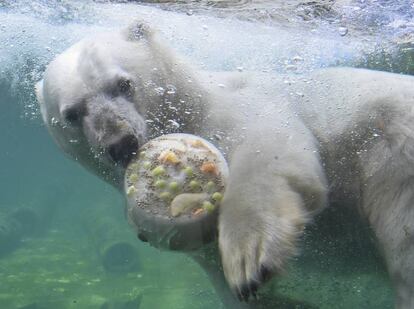 El oso polar Milana se zambulle en el agua con un bloque de hielo con comida en el zoológico de Hannover (Alemania).