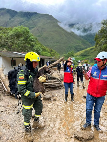 El presidente Gustavo Petro lamentó la tragedia. “La muerte que llega a Quetame, Cundinamarca, demuestra la imperiosa necesidad de ordenar el territorio alrededor del agua y liberar sus espacios en los Planes POT [Plan de Ordenamiento Territorial] de los municipios", escribió el mandatario en sus redes sociales. En la imagen, un rescatista carga a un perro extraído del lodo tras la avalancha de este martes. 