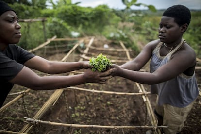 Semillas de papaya en un vivero de la escuela de campo de Gakindo, al sur de Ruanda. En esta zona, dadas las características del suelo, han decidido cubrir con hojas secas las áreas cultivadas para así retener agua y prevenir la erosión.