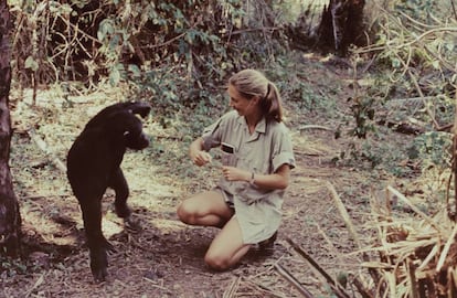 La primatóloga británica Jane Goodall en el Parque Nacional Gombe Stream (Tanzania)