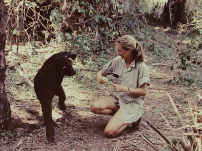 La primatóloga británica Jane Goodall en el Parque Nacional Gombe Stream (Tanzania)