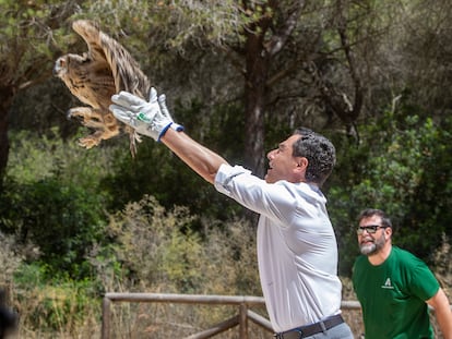 Juan Manuel Moreno, esta mañana, durante la suelta en Chiclana de un ejemplar de búho real.