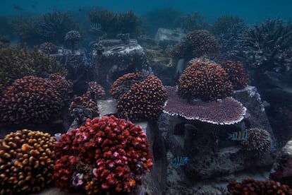 La constructora de arrecifes. En la isla de Tidung se utiliza la especie de 'Acropora' por su rápido crecimiento. Los arrecifes de coral crecen entre 10 y 15 centímetros por año y poco a poco se está recuperando el ecosistema dañado por la pesca con métodos agresivos como los explosivos. 