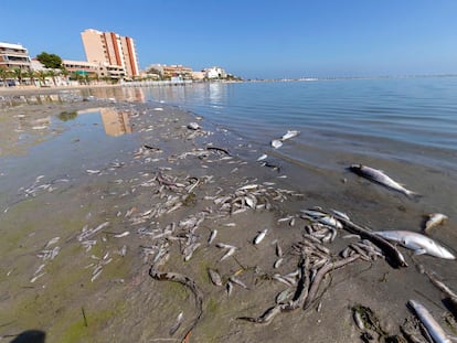 Peces muertos en las playas del Mar Menor, en San Pedro del Pinatar (Murcia), en octubre de 2019.