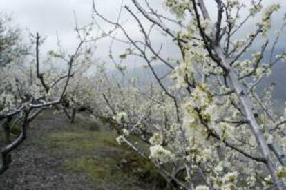 La floración del cerezo en el Valle del Jerte. EFE/Archivo