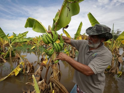 Un agricultor muestra plátanos en su plantación dañados por las inundaciones, en el Estado de Amazonas, Brasil, el 20 de mayo de 2022.
