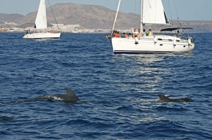 Las aguas del archipiélago son el lugar de Europa más visitado para la observación de cetáceos en libertad. Hay numerosos parajes marinos repartidos por las Islas para avistarlos.