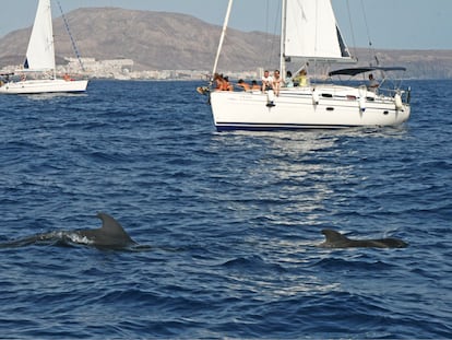Las aguas del archipiélago son el lugar de Europa más visitado para la observación de cetáceos en libertad. Hay numerosos parajes marinos repartidos por las Islas para avistarlos.
