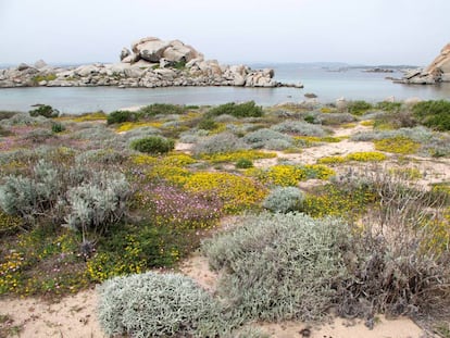 Mediterranean coast of the Lavezzi Islands, Corsica.