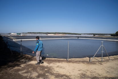 Balsa a la que se deriva mediante tuberías el cauce del arroyo Algaida Quemada, en Almonte (Huelva).