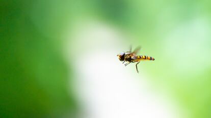 A fly of the species 'Episyrphus balteatu.'